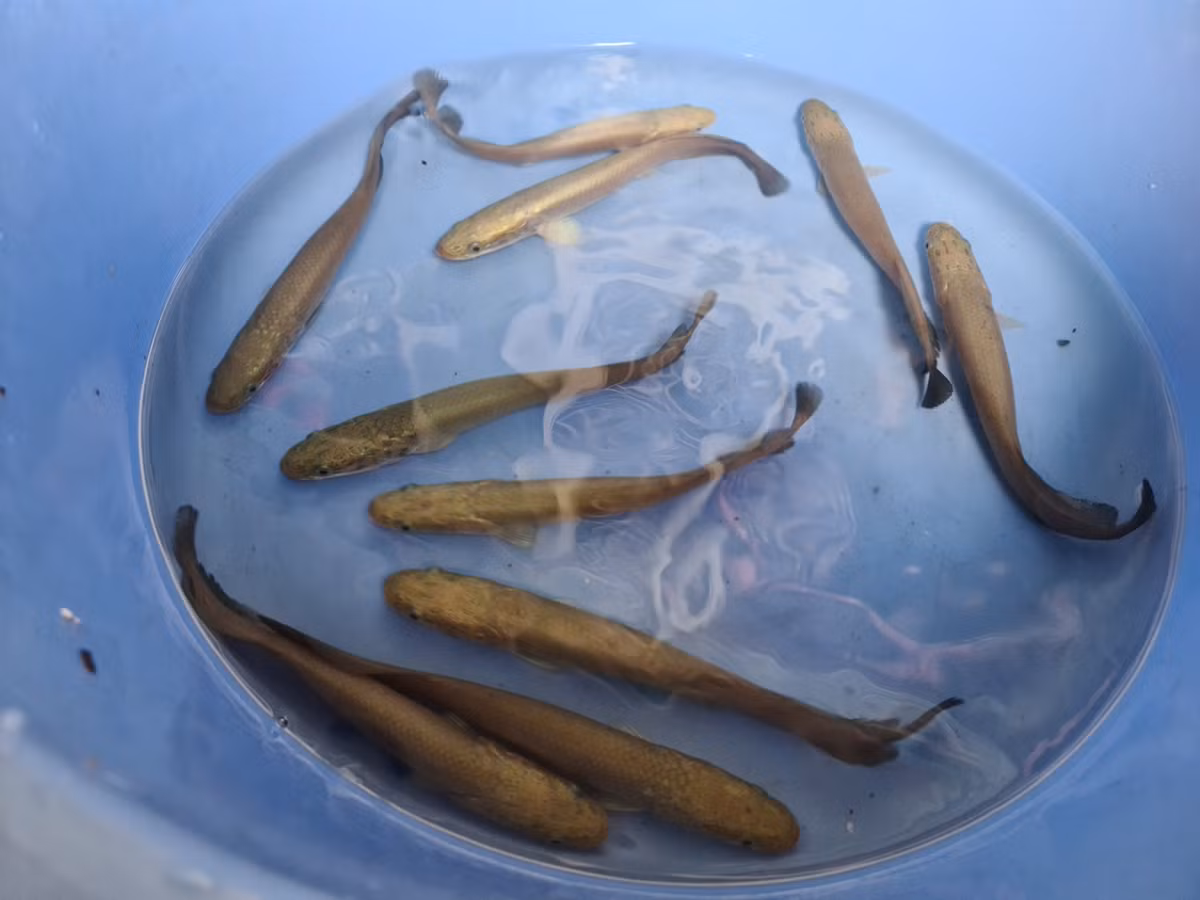 Không khó để tìm thấy trên mạng những bản tin rao bán cá hải tượng ở Việt Nam. Giá của chúng dao động từ vài triệu đồng cho cá nhỏ cỡ vài kg cho đến cả trăm triệu với những chú cá trưởng thành.