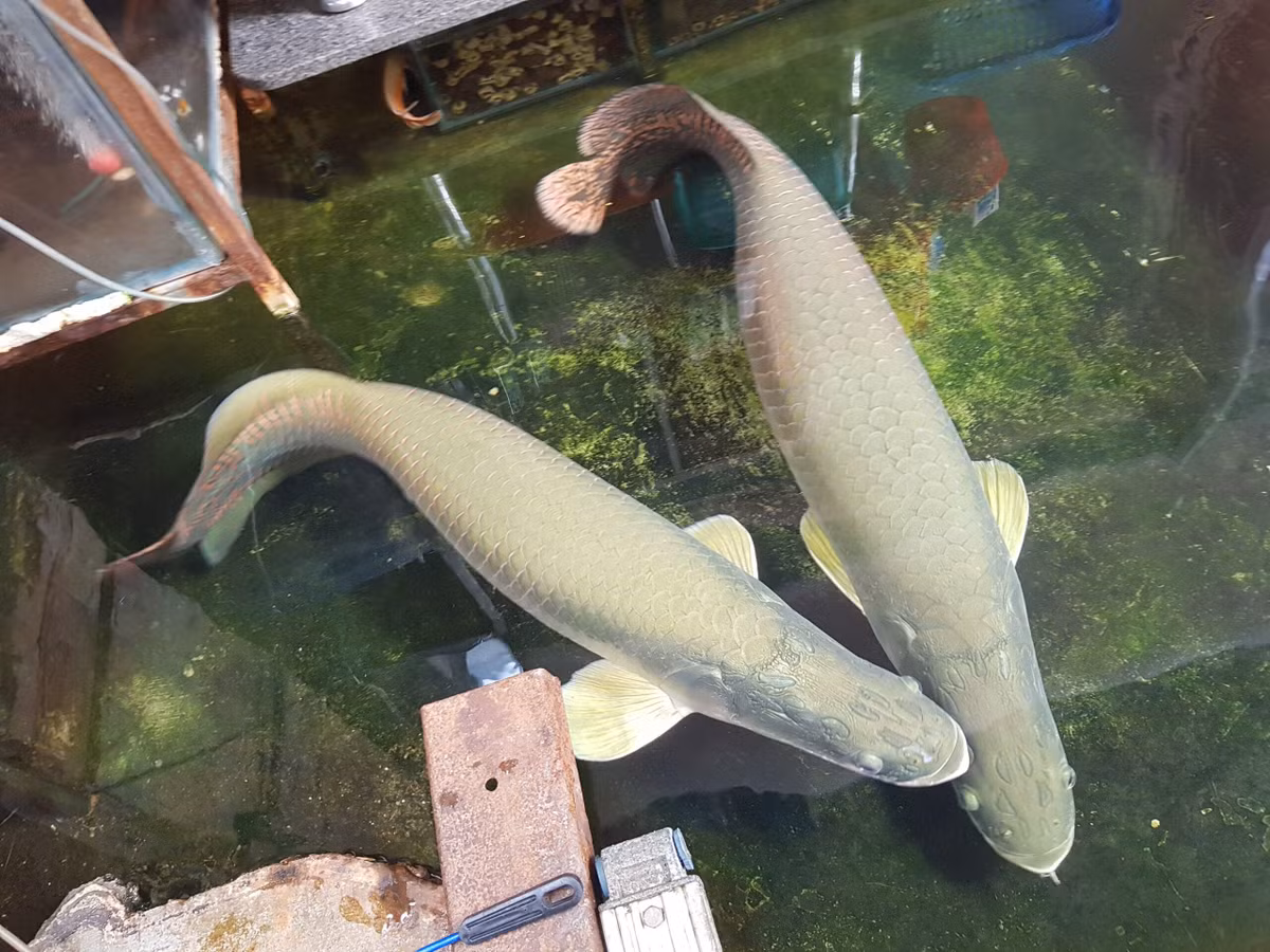 Những năm gần đây, loài cá này đã được du nhập vào Việt Nam qua nhiều con đường khác nhau, được nuôi tại một số trang trại ở các tỉnh miền Nam.