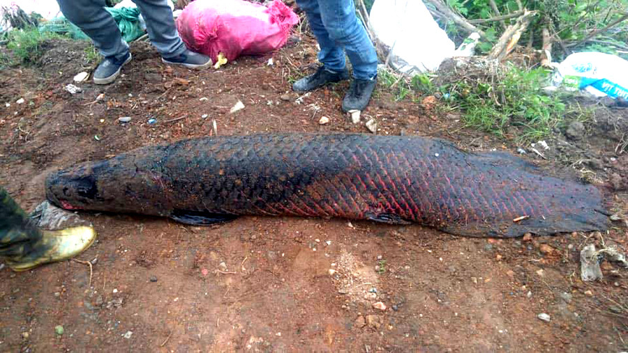 Vì các lý do khác nhau mà nhiều chú cá hải tượng đã lọt ra sông suối, khiến dư luận xôn xao. Điều này cũng tiềm ẩn nguy cơ gây mất cân bằng sinh thái vì loài cá này có thể đe dọa nguồn thức ăn của nhiều loài cá bản địa.