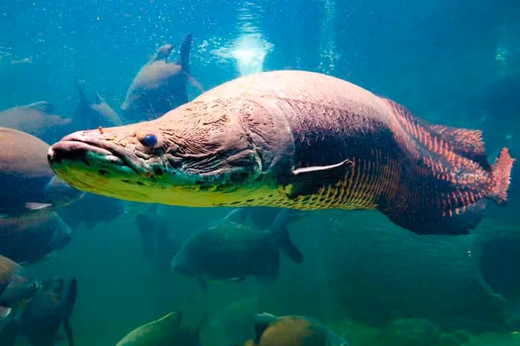 Một con cá trưởng thành cực đại có thể dài trên 3m và nặng 300kg. Với kích cỡ đồ sộ như vậy, loài cá này được mệnh danh là “thủy quái sông Amazon”.