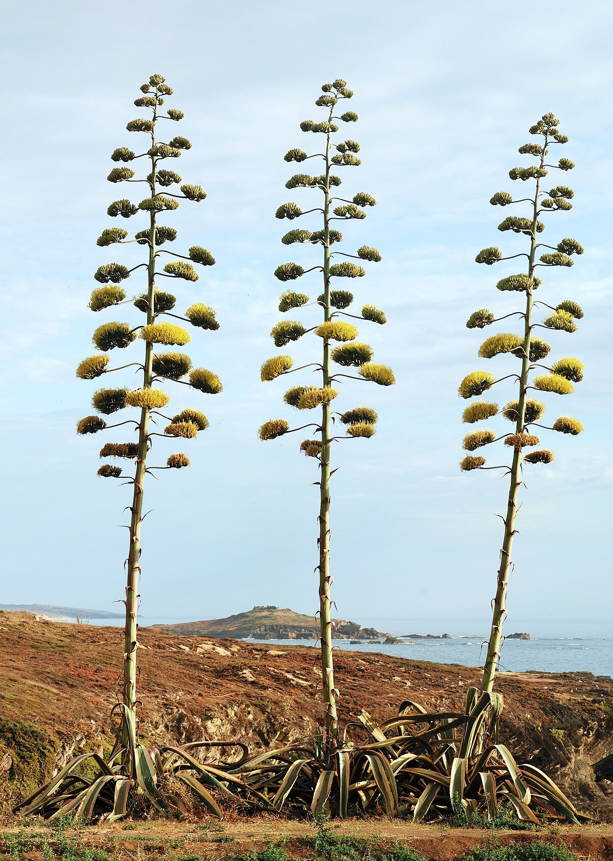 Thùa Mỹ (Agave americana) cao 8 mét, là thực vật bản địa ở Mexico và Tây Nam nước Mỹ. Loài cây mọng nước này chỉ nở hoa một lần sau nhiều năm, rồi chết đi.