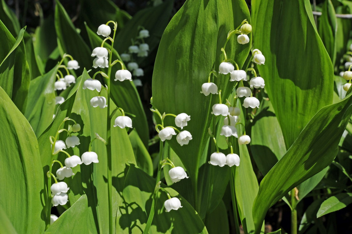 Lan chuông (Convallaria majalis) cao 25 cm, phân bố ở vùng ôn đới Á - Âu. Loài cây này có hoa hình chuông màu trắng tỏa hương thơm, cho ra quả mọng màu đỏ có độc tính.