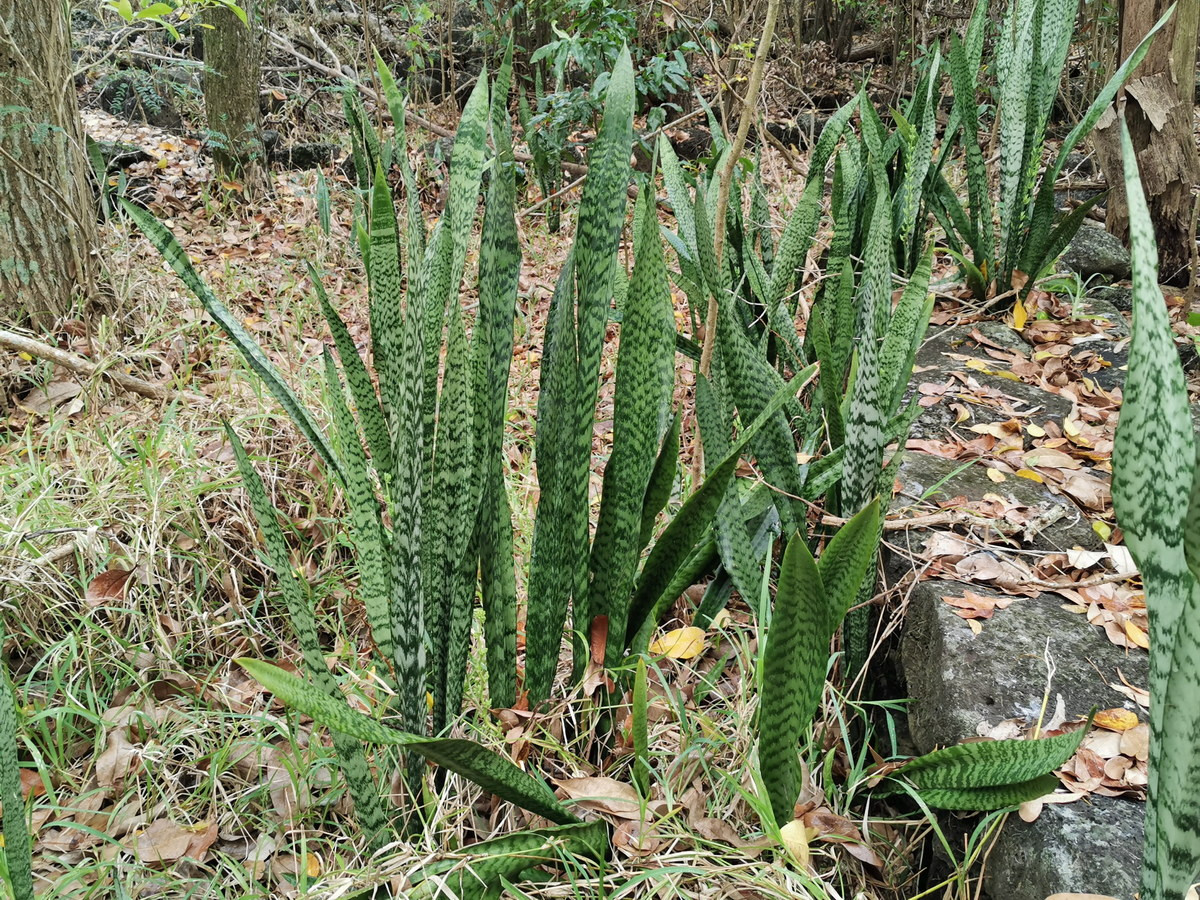 Lưỡi hổ sọc (Sansevieria trifasciata) là loài cây nhiệt đới bản địa của Tây Phi. Không chỉ là cây trồng làm cảnh trong nhà, loài thực vật lá cứng vằn vện này còn được trồng lấy sợi.