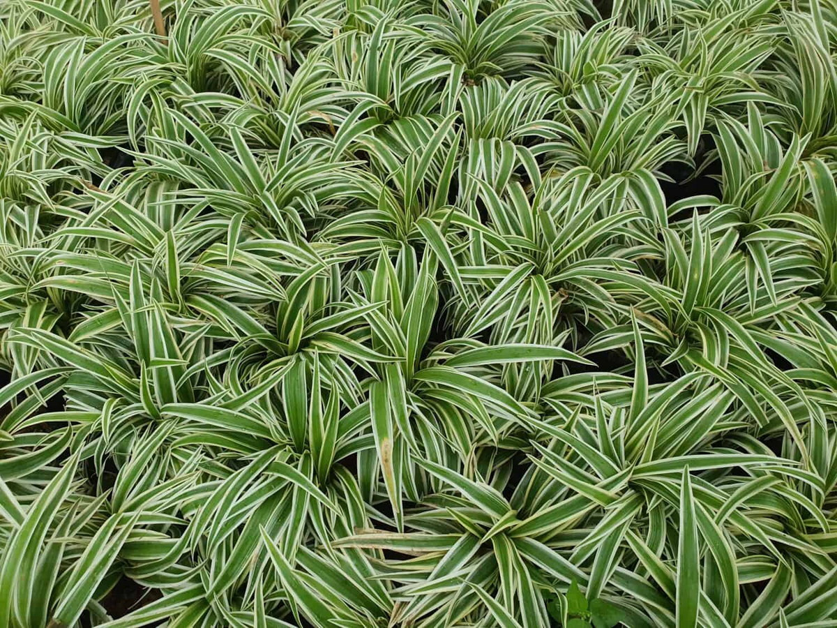 Lục thảo trổ (Chlorophytum comosum) là một loài thực vật bản địa châu Phi. Loài cây này hình thành cây non từ thân uốn cong. Đây là cây trồng trong nhà rất phổ biến.