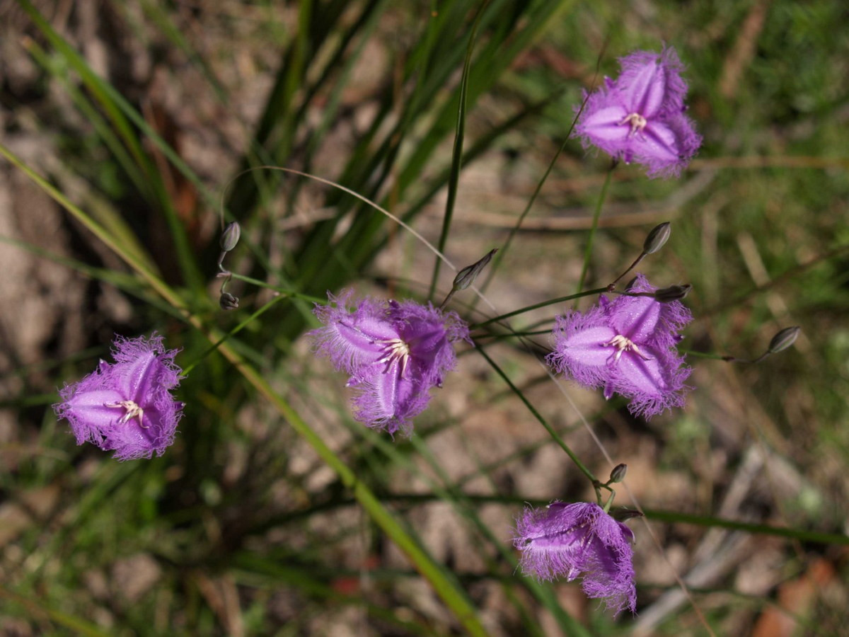 Dị nhụy thảo củ (Thysanotus tuberosus) cao 80 cm, phân bố ở Đông Nam Australia. Chúng có lá hẹp, cánh hoa có diềm tua chỉ nở đúng một ngày.