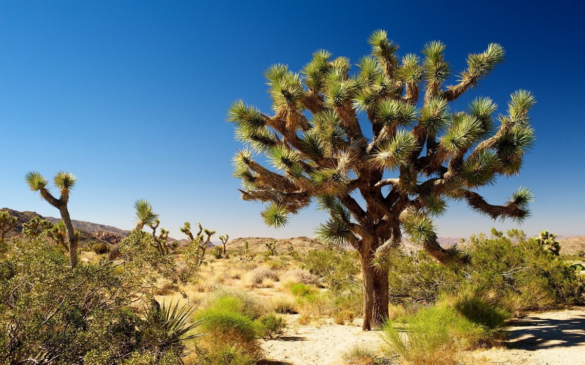 Cây Joshua (Yucca brevifolia) cao 15 mét, là loài thực vật bản địa của sa mạc Mojave, Mỹ. Loài cây gỗ tỏa nhiều cành này được cho là có tuổi thọ hàng trăm năm.