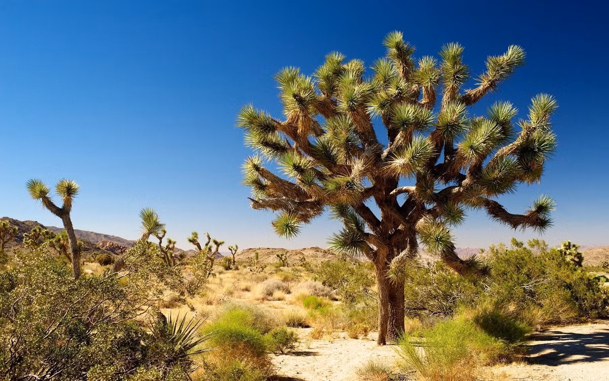 Cây Joshua (Yucca brevifolia) cao 15 mét, là loài thực vật bản địa của sa mạc Mojave, Mỹ. Loài cây gỗ tỏa nhiều cành này được cho là có tuổi thọ hàng trăm năm.