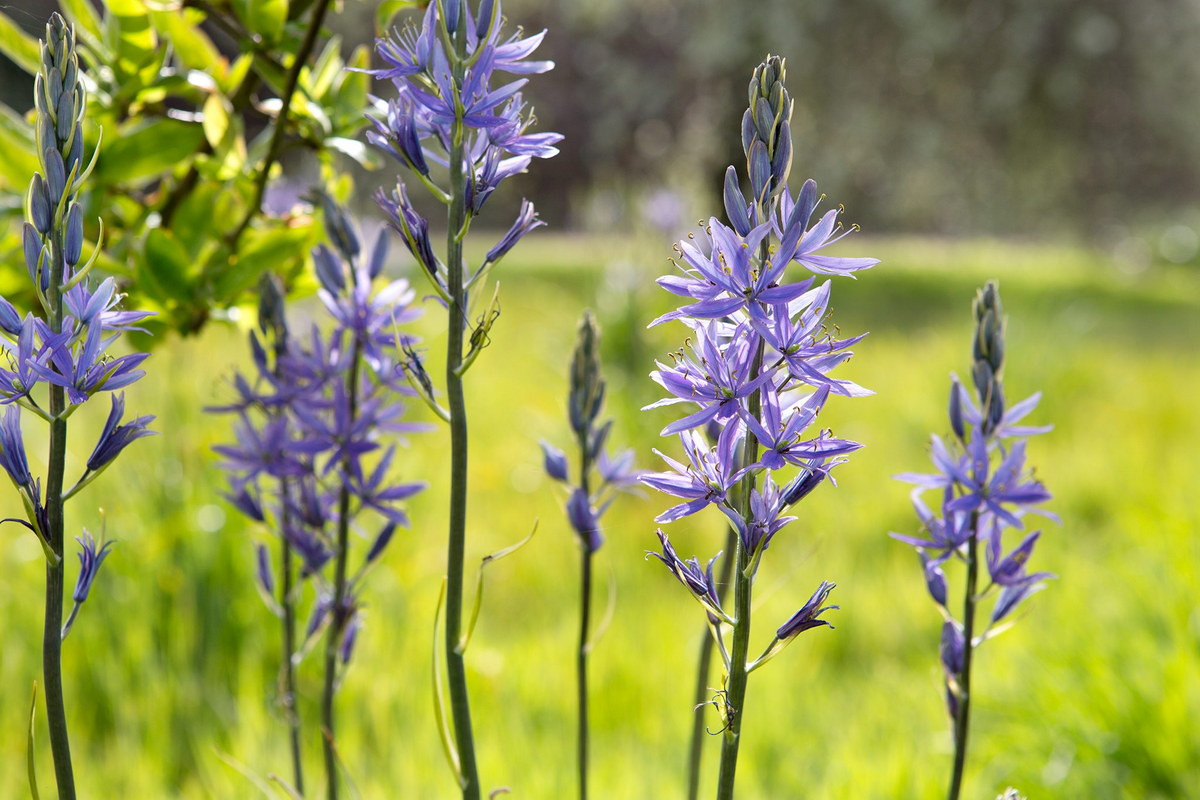 Cây Quamash (Camassia quamash) cao 1 mét, có nguồn gốc từ miền Tây Bắc Mỹ. Phần thân phình to của loài cây này từng được người bản địa dùng làm thức ăn.