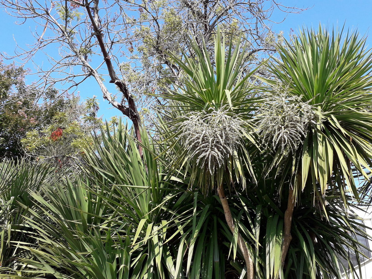Hồng phúc vũ (Cordyline australis) cao 20 mét, được ghi nhận ở New Zealand. Loài cây này đã được du nhập vào nhiều nơi làm cây cảnh. Chúng từng là nguồn thức ăn quan trọng của người Maori.