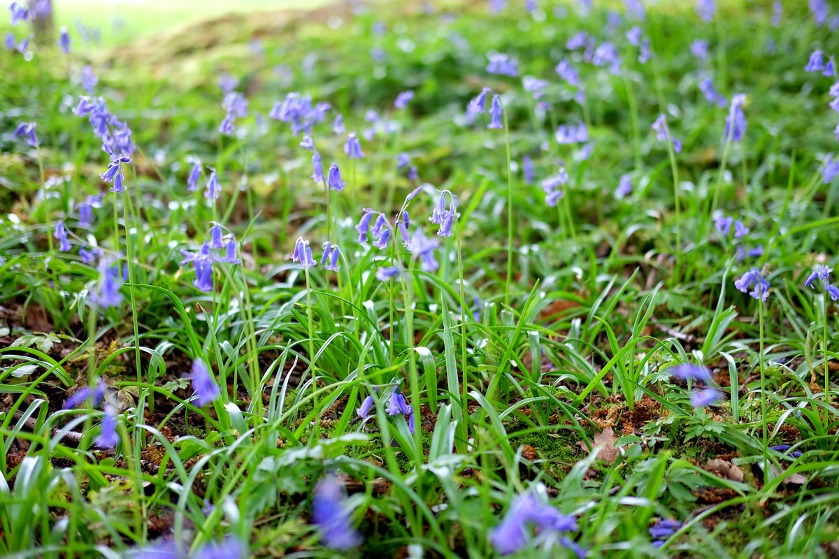 Thanh chung (Hyacinthoides non-scripta) cao 45 cm, là thực vật bản địa Tây Âu. Loài cây này có thể phủ lên toàn bộ đáy rừng một thảm hoa xanh vào mùa xuân.