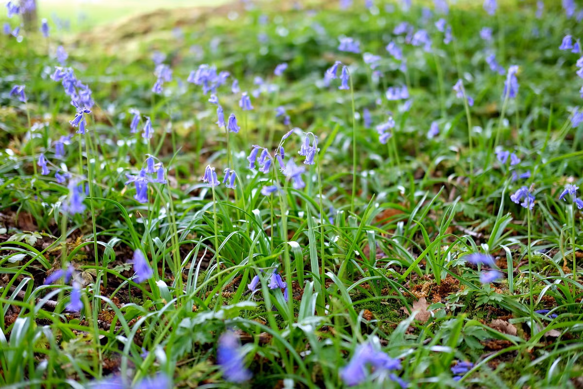 Thanh chung (Hyacinthoides non-scripta) cao 45 cm, là thực vật bản địa Tây Âu. Loài cây này có thể phủ lên toàn bộ đáy rừng một thảm hoa xanh vào mùa xuân.