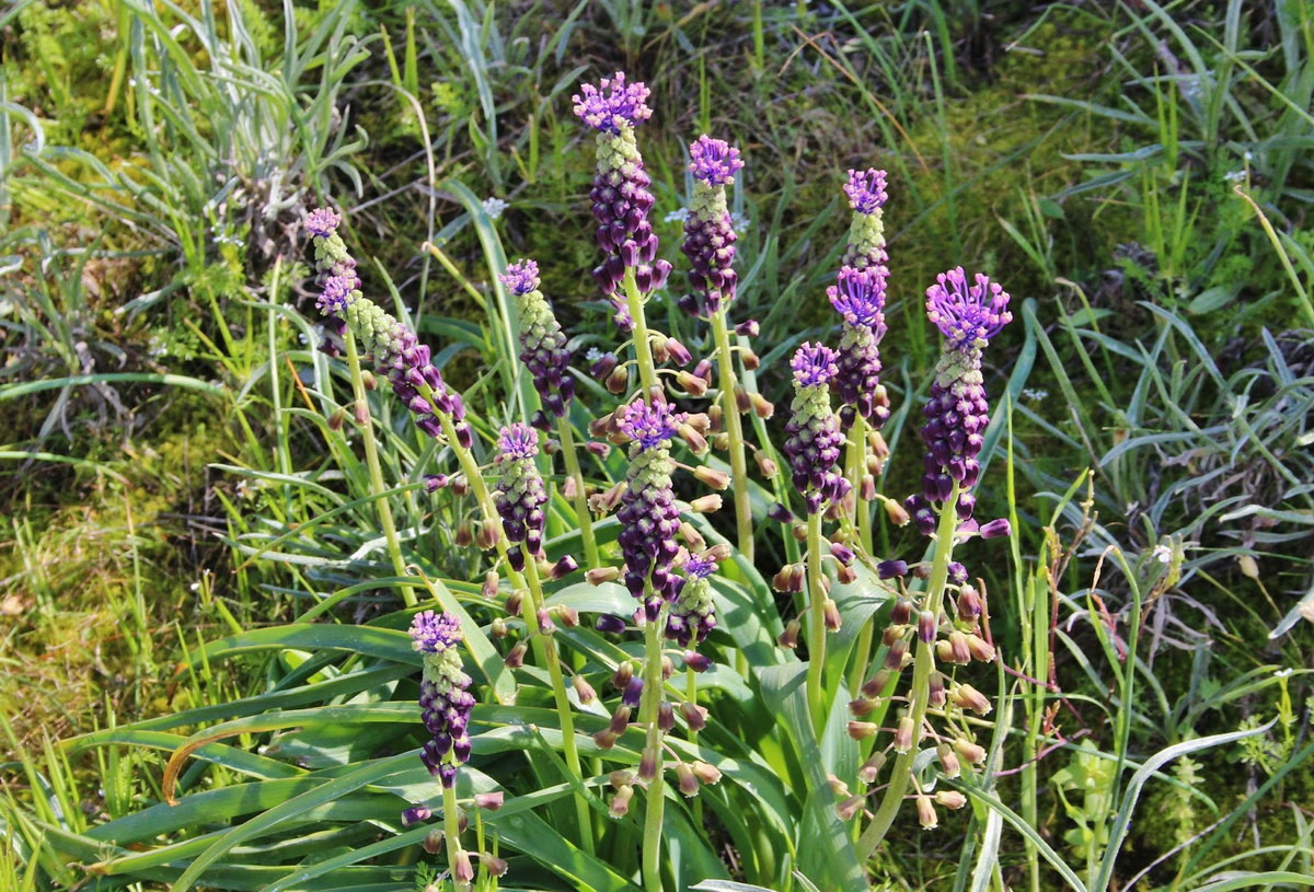 Huệ xạ núm tua (Muscari comosum) cao 60 cm, phân bố quanh Địa Trung Hải. Cụm hoa của loài thực vật này có cả hoa sinh sản và hoa vô sinh. Hoa vô sinh tạo nên các "núm tua" màu tía trên đỉnh cụm hoa.