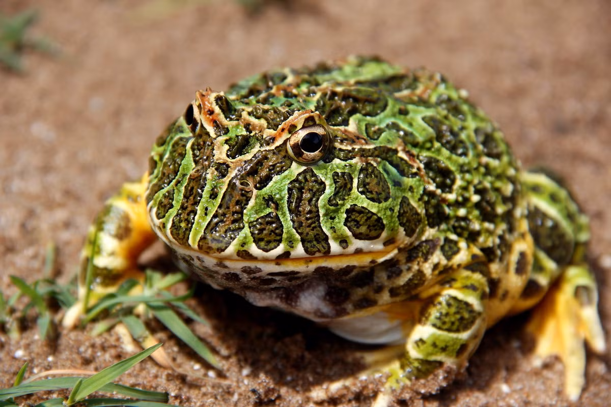 Trong thế giới của các loài động vật lưỡng cư, họ Ếch sừng Nam Mỹ (Ceratophryidae) gồm 12 loài ếch thú vị, đặc hữu của khu vực Nam Mỹ, được ghi nhận nhiều ở các quốc gia Argentina, Brazil, Paraguay và Uruguay. Ảnh: iNaturalist.