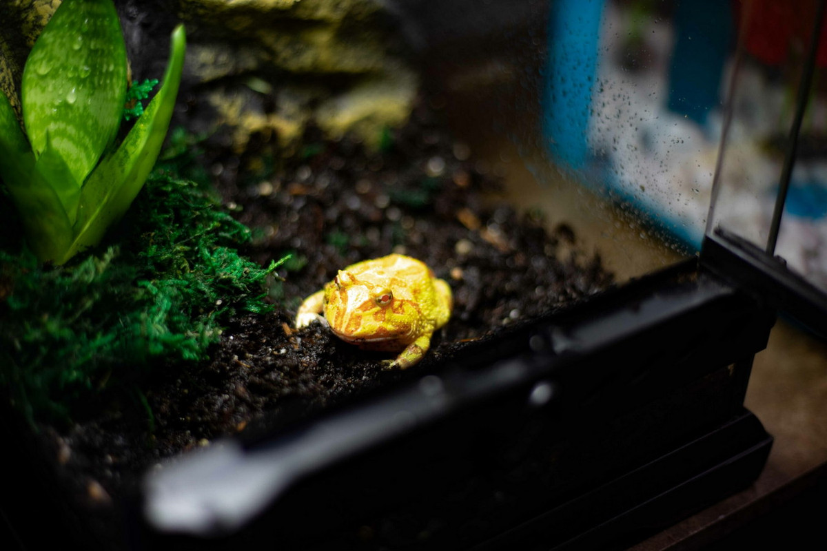 Do có ngoại hình độc đáo và lại rất dễ nuôi, ngày nay ếch sừng Nam Mỹ đã trở thành vật cưng được nuôi phổ biến trên toàn thế giới. Chúng được bán ở các cửa hàng vật nuôi với tên gọi ếch Pacman, có giá dao động từ 15-35 USD mỗi con. Ảnh: Alsip Home &amp; Nursery.