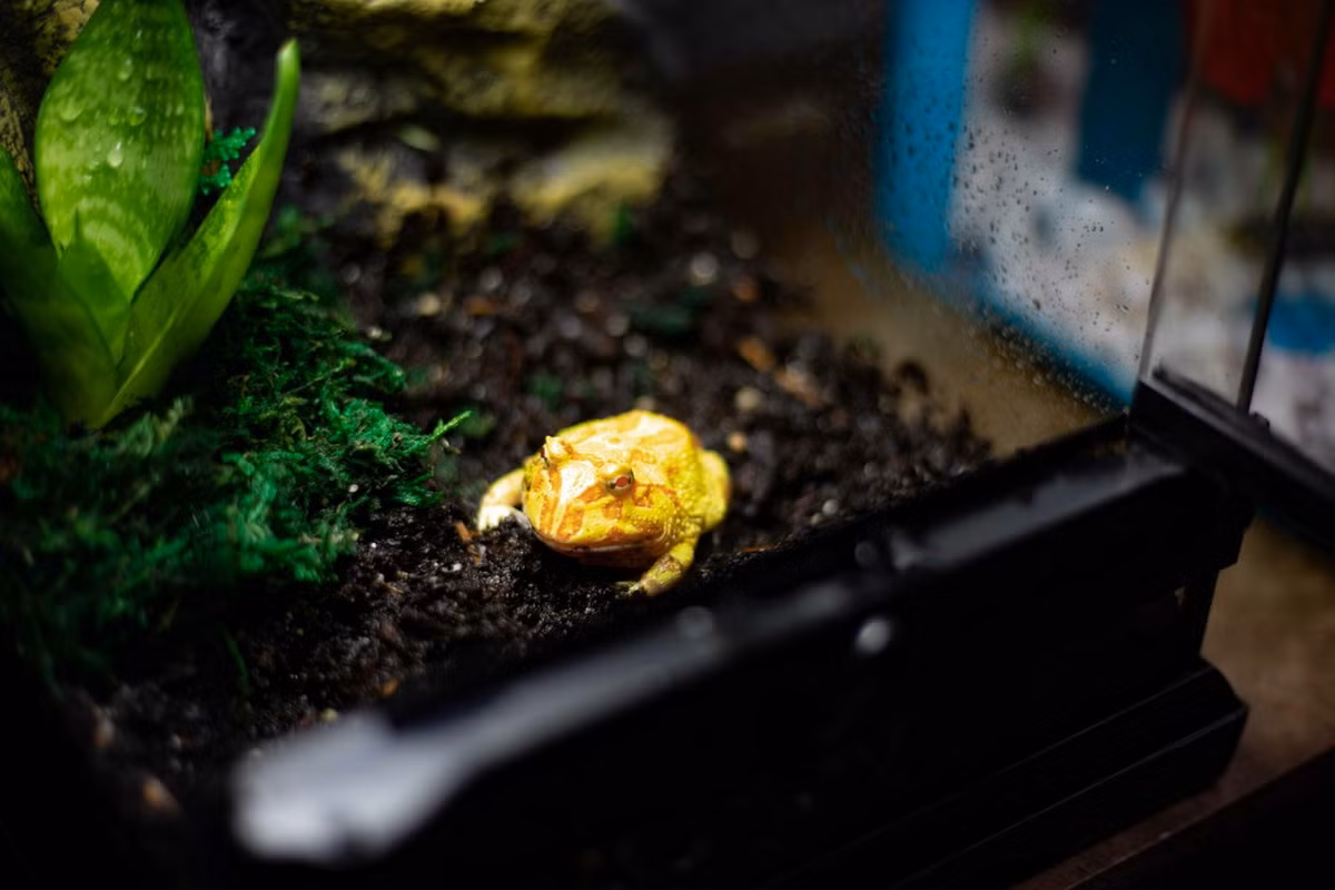 Do có ngoại hình độc đáo và lại rất dễ nuôi, ngày nay ếch sừng Nam Mỹ đã trở thành vật cưng được nuôi phổ biến trên toàn thế giới. Chúng được bán ở các cửa hàng vật nuôi với tên gọi ếch Pacman, có giá dao động từ 15-35 USD mỗi con. Ảnh: Alsip Home &amp; Nursery.