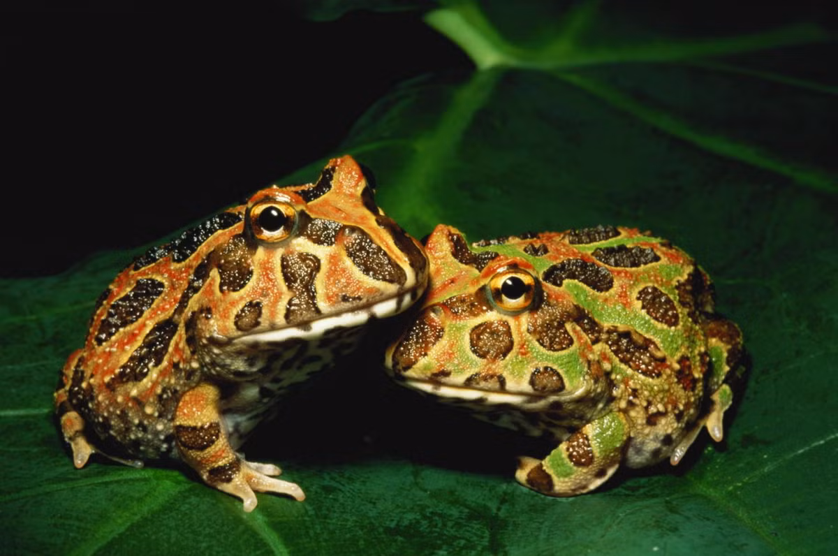 Mùa sinh sản của ếch sừng Nam Mỹ thường diễn ra trong những tháng mưa nhiều. Các con cái đẻ trứng trong những vũng nước tạm hình thành sau trận mưa lớn. Nòng nọc có tốc độ phát triển nhanh, dù một số lượng lớn sẽ chết trước khi trở thành ếch. Ảnh: The Spruce Pets.