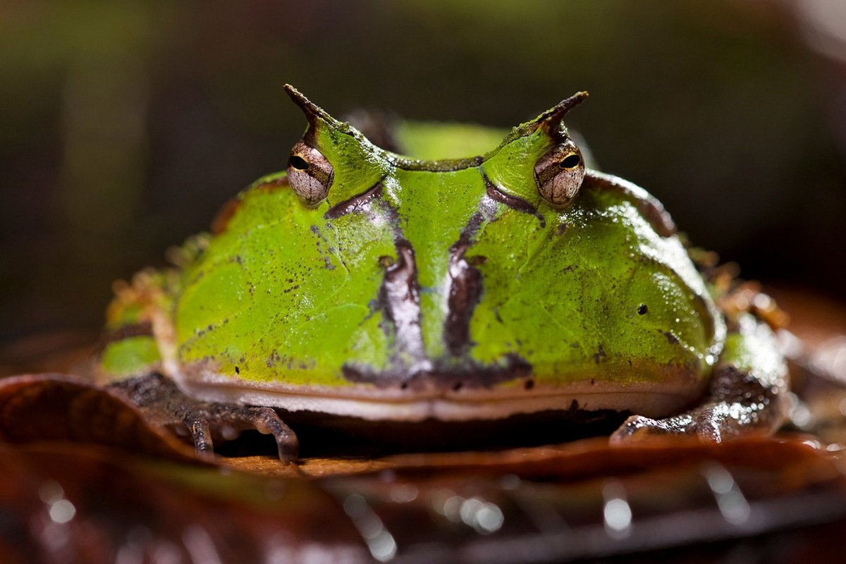 Việc bảo vệ các khu vực phân bố bản địa và tạo ra những chính sách bảo vệ đúng đắn là điều cần thiết để đảm bảo cho tương lai bền vững của những loài ếch độc đáo này. Ảnh: BBC Earth.