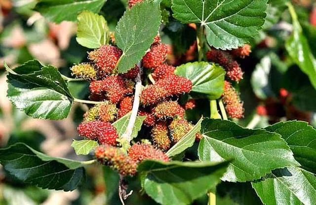 Loai la dan da, ngam nuoc uong hang ngay dem lai 5 ich loi lon