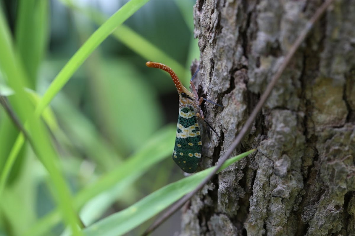 Cũng như họ hàng gần là các loài ve sầu, vòi voi đầu đỏ có đời sống chủ yếu ở dưới mặt đất dưới dạng ấu trùng, sống bằng cách ăn các lớp mùn thảm thực vật rừng. Ảnh: Planthoppers: FLOW Website.