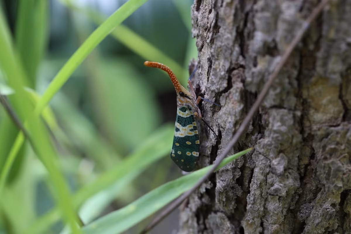 Cũng như họ hàng gần là các loài ve sầu, vòi voi đầu đỏ có đời sống chủ yếu ở dưới mặt đất dưới dạng ấu trùng, sống bằng cách ăn các lớp mùn thảm thực vật rừng. Ảnh: Planthoppers: FLOW Website.
