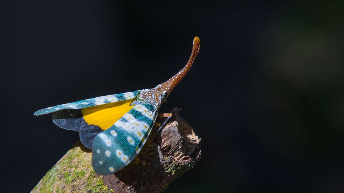 Đây là khoảng thời gian chúng tìm kiếm bạn tình, kết đôi và đẻ trứng xuống đất. Một chu trình mới của tạo hóa lại bắt đầu. Ảnh: iStock.