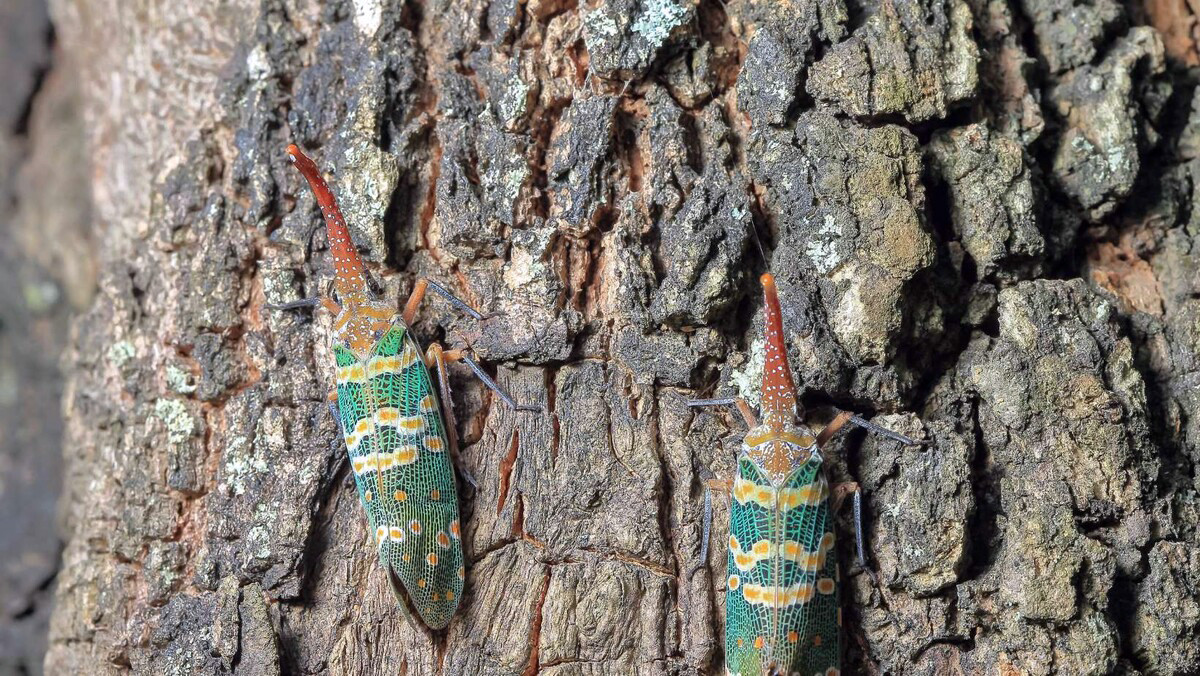 Ở Việt Nam, vòi voi đầu đỏ là loài côn trùng phổ biến, được bắt gặp thường xuyên với số lượng lớn ở các tỉnh miền Bắc như Phú Thọ, Vĩnh Phúc (Tam Đảo), Lạng Sơn, Lai Châu, Lào Cai, Yên Bái, Cao Bằng, Ninh Bình (Cúc Phương). Ảnh: Ngọc Nhi.