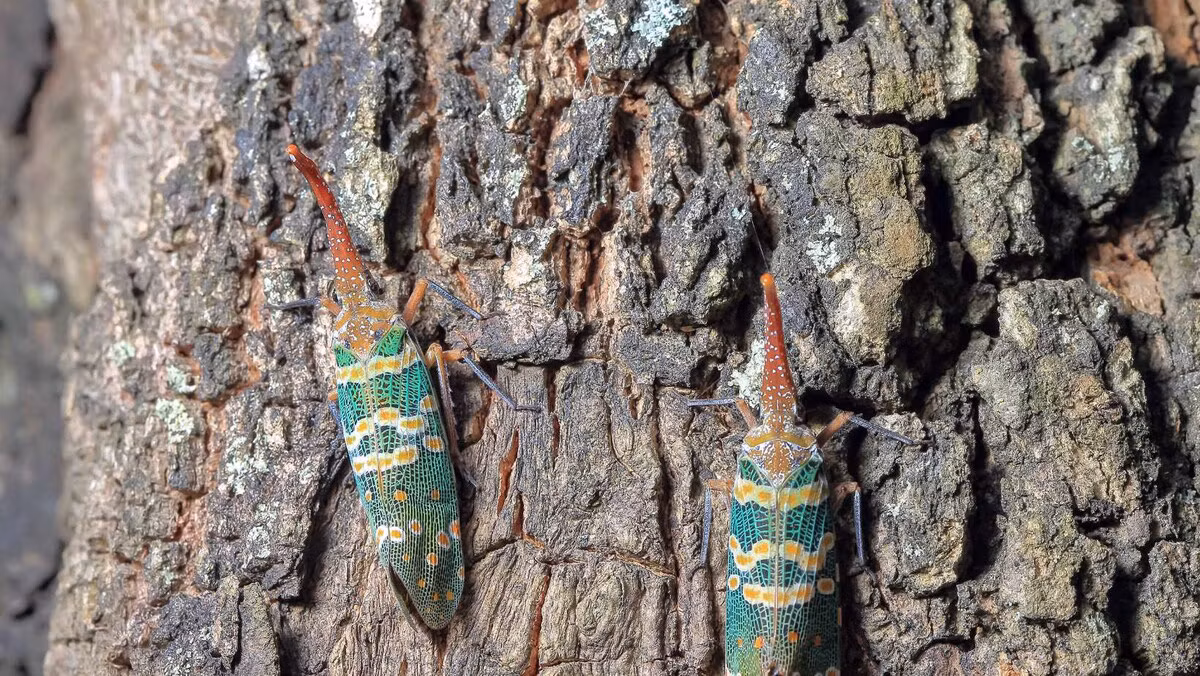 Ở Việt Nam, vòi voi đầu đỏ là loài côn trùng phổ biến, được bắt gặp thường xuyên với số lượng lớn ở các tỉnh miền Bắc như Phú Thọ, Vĩnh Phúc (Tam Đảo), Lạng Sơn, Lai Châu, Lào Cai, Yên Bái, Cao Bằng, Ninh Bình (Cúc Phương). Ảnh: Ngọc Nhi.