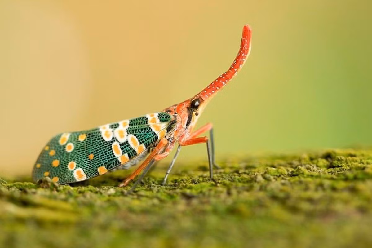 Phần đầu và vòi có màu đỏ đất hơi nâu với nhiều đốm nhỏ màu trắng không đều. Mảnh lưng ngực trước, mảnh lưng ngực giữa màu vàng đất, hơi nâu. Ảnh: South China Morning Post.