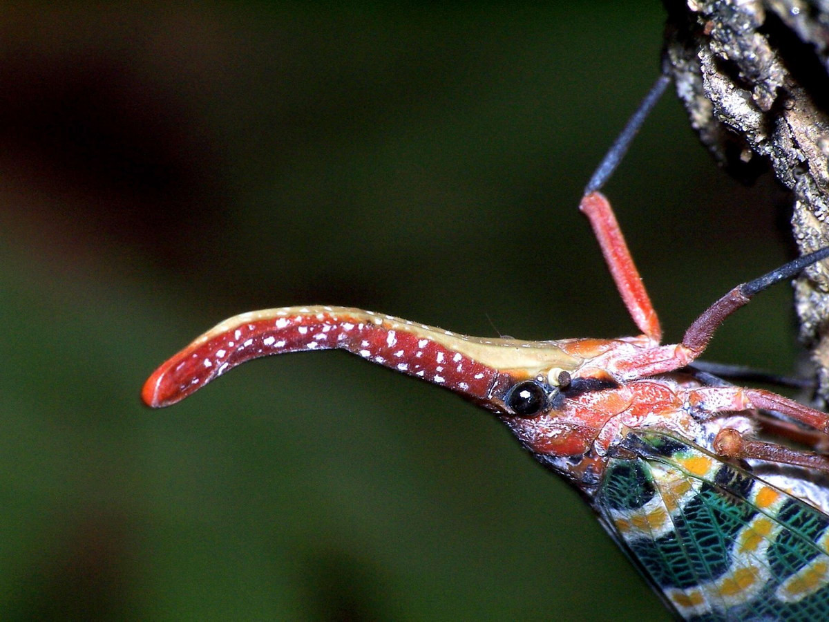 Chiếc vòi của loài vòi voi đầu đỏ chính là phần miệng kéo dài để hút nhựa cây. Món ăn khoái khẩu của chúng là nhựa cây nhãn, cây vải và một số loài cây khác. Ảnh: Encyclopedia of Life.