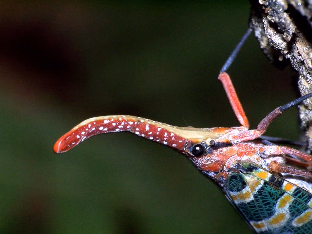 Chiếc vòi của loài vòi voi đầu đỏ chính là phần miệng kéo dài để hút nhựa cây. Món ăn khoái khẩu của chúng là nhựa cây nhãn, cây vải và một số loài cây khác. Ảnh: Encyclopedia of Life.