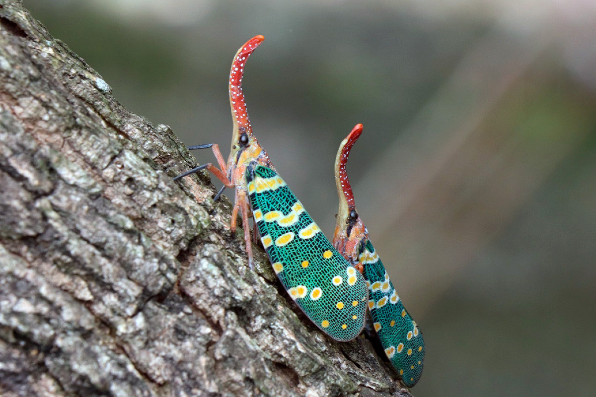 Có tên khoa học là Pyrops candelaria, loài côn trùng này có chiều dài thân 35-42 mm, sải cánh dài 67-75 mm. Đúng với tên gọi của mình, chúng có chiếc "vòi" dài mọc ra trên đầu. Ảnh: MDPI.