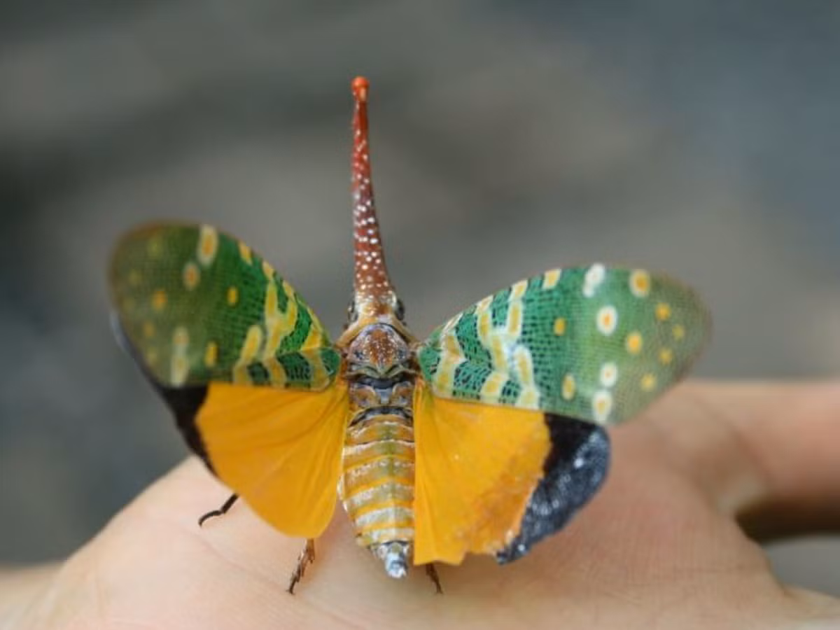 Cánh ngoài của chúng có màu xanh lá cây đậm và nâu nhạt, trên cánh có các đốm và vạch màu vàng - trắng. Cánh trong có màu vàng rực ở phía gốc, chỏm đầu cánh màu tím than. Ảnh: Owlcation.