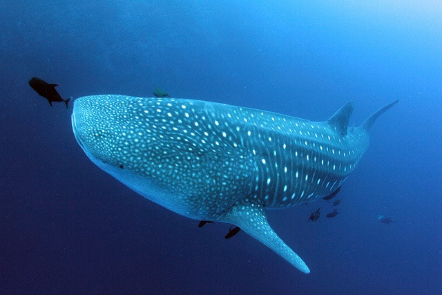 Đây cũng là một loài cá có mặt trong Sách Đỏ của Việt Nam.