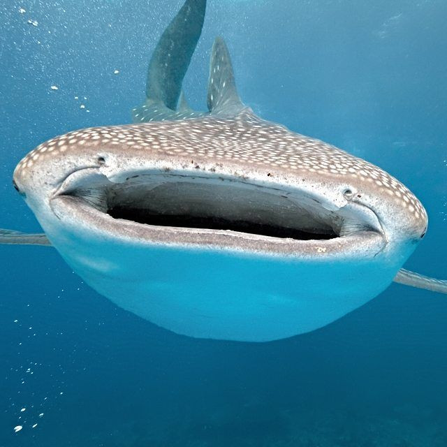 Cá mập voi không có hàm răng sắc nhọn như nhiều họ hàng dữ tợn của mình.