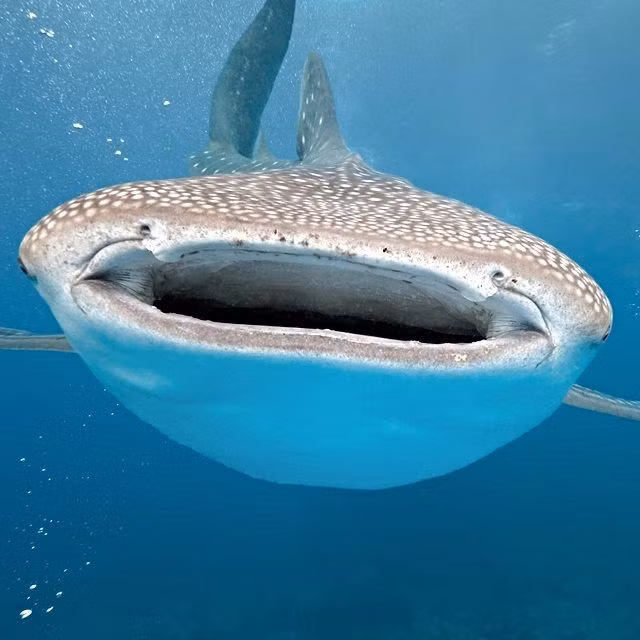 Cá mập voi không có hàm răng sắc nhọn như nhiều họ hàng dữ tợn của mình.