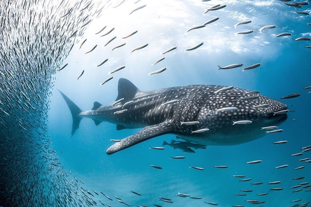 Cá mập voi đã nhiều lần mắc lưới hoặc dạt vào bờ biển Việt Nam và được các ngư dân mai táng theo nghi lễ trọng thể của người vùng biển.