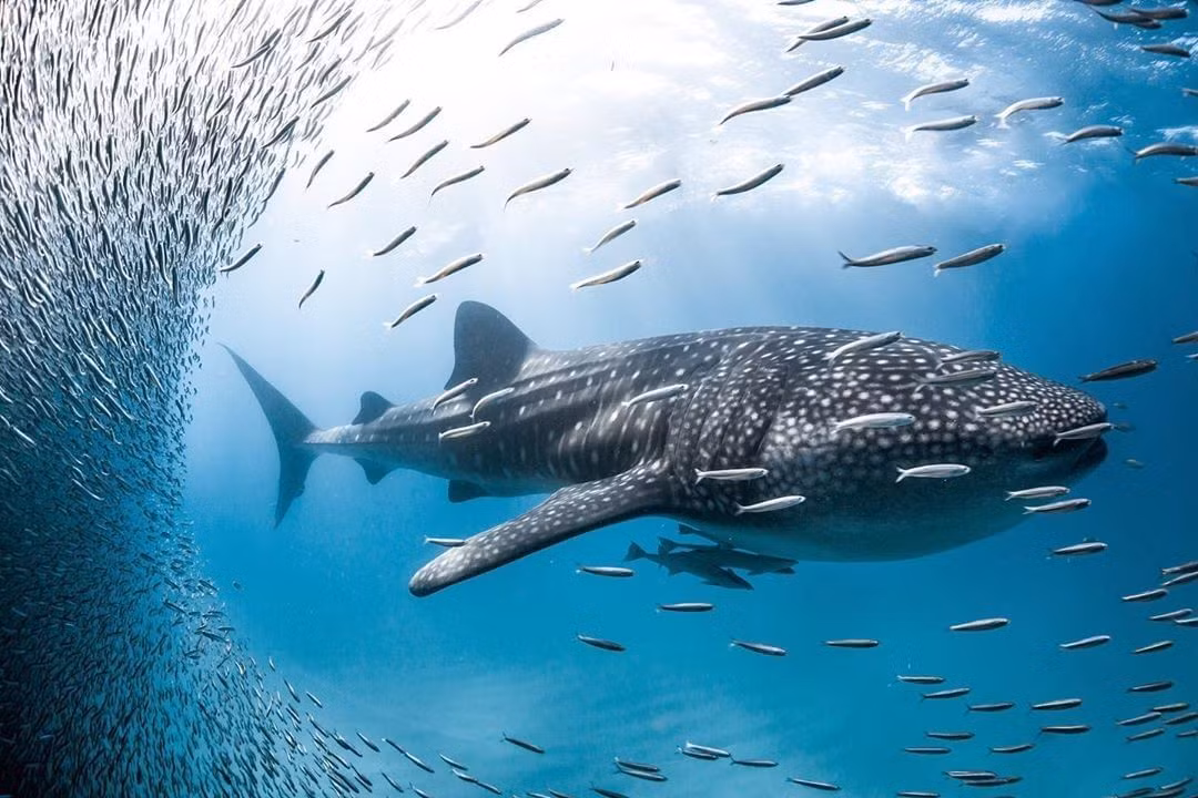 Cá mập voi đã nhiều lần mắc lưới hoặc dạt vào bờ biển Việt Nam và được các ngư dân mai táng theo nghi lễ trọng thể của người vùng biển.