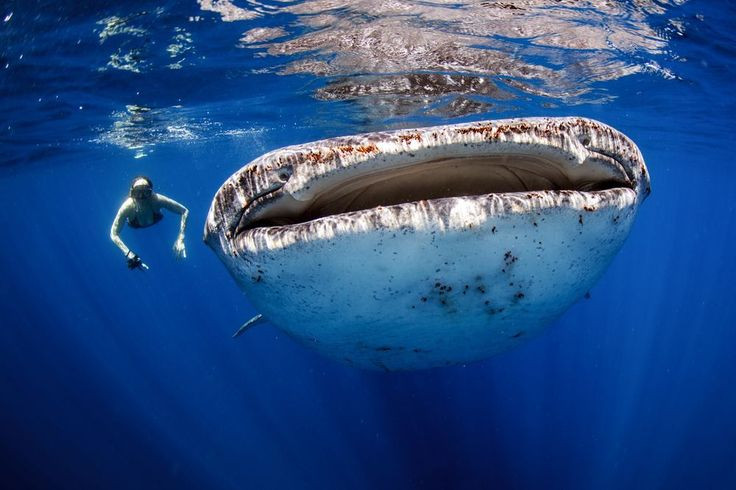 Trên thế giới, bơi lặn cùng cá mập voi là một loại hình du lịch hấp dẫn tại những vùng biển có nhiều loài cá này sinh sống.