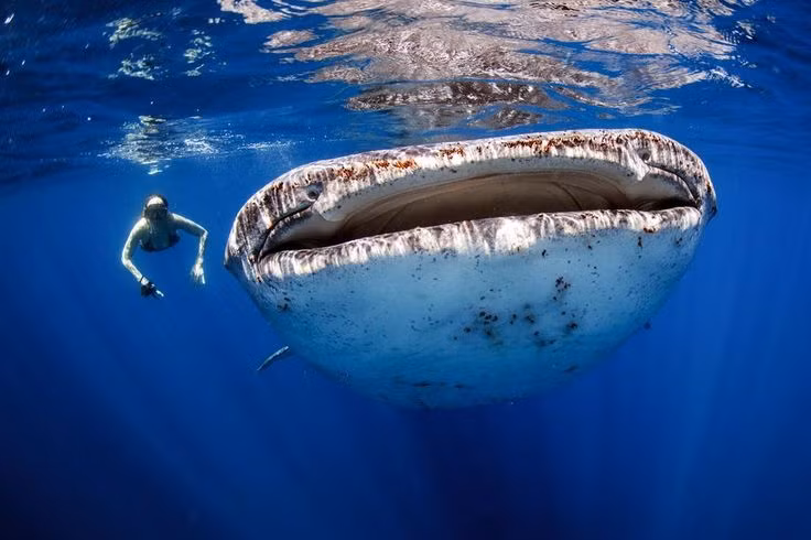 Trên thế giới, bơi lặn cùng cá mập voi là một loại hình du lịch hấp dẫn tại những vùng biển có nhiều loài cá này sinh sống.