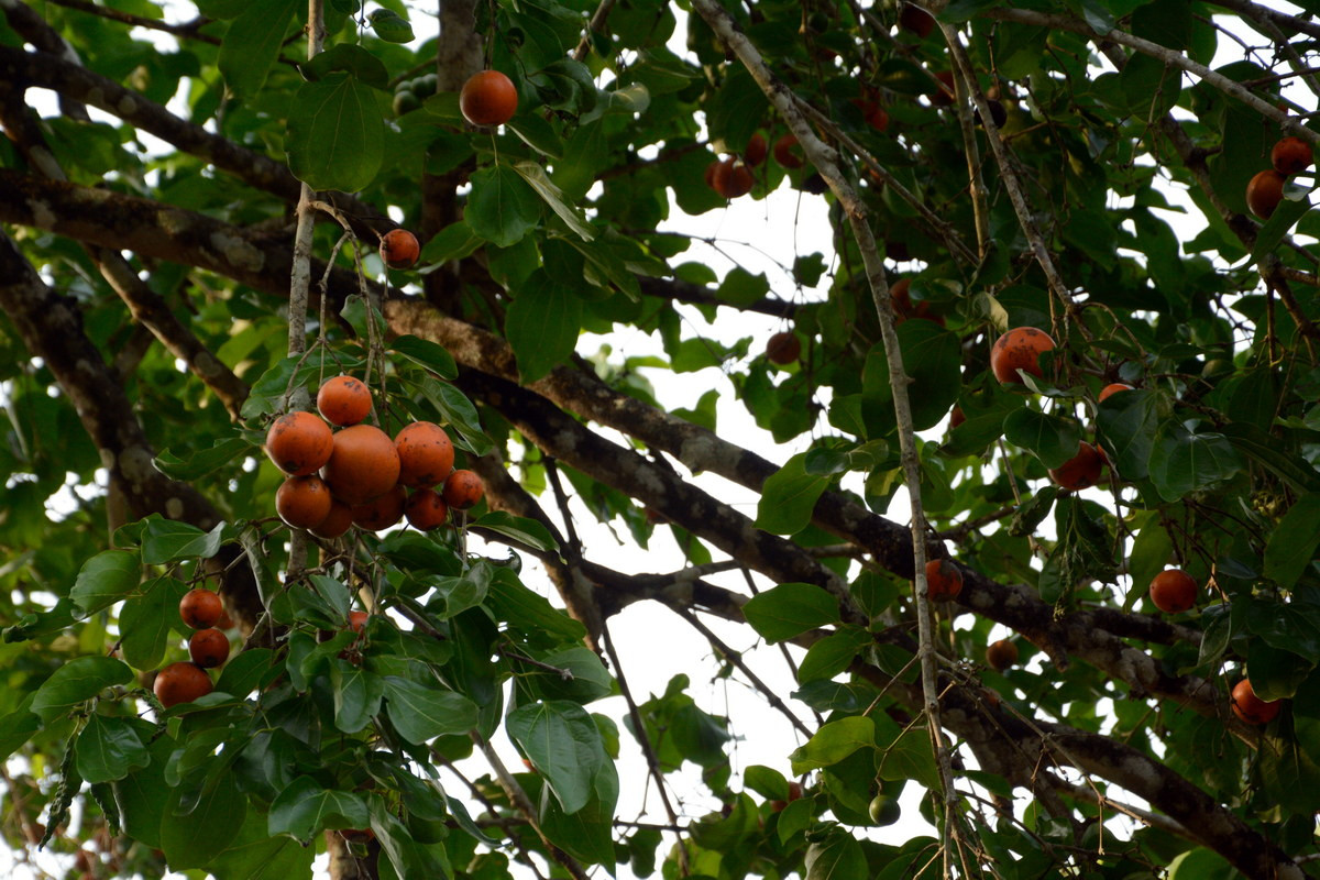 Quả mã tiền (Strychnos nux-vomica) có hình dáng rất giống quả cam, được biết đến như một thứ độc dược cực mạnh. Ảnh: India Biodiversity Portal.