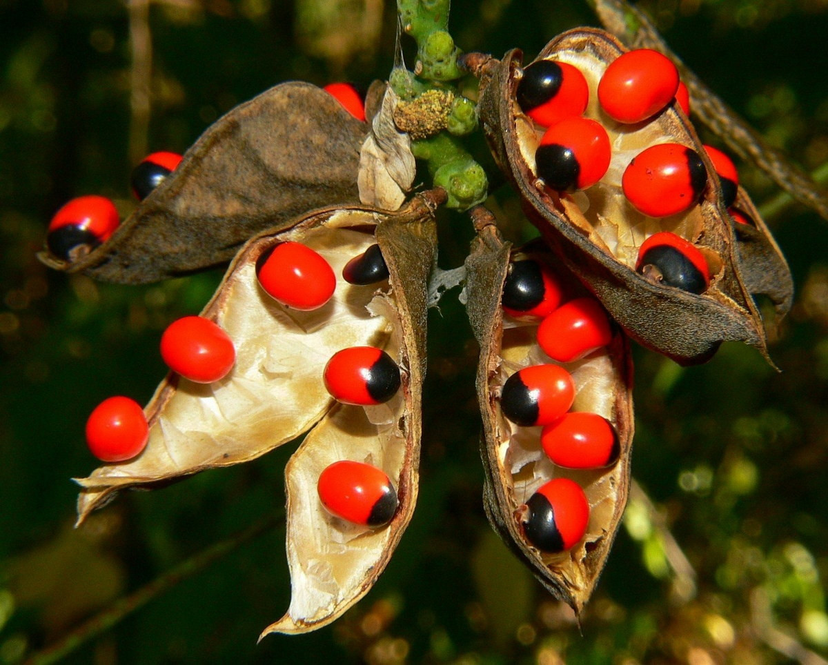 Tuy vậy, những hạt này có chứa chất abrin là độc tố rất mạnh, có thể gây chết người dù chỉ nhai vài hạt. Ảnh: Know Your Bhārat.