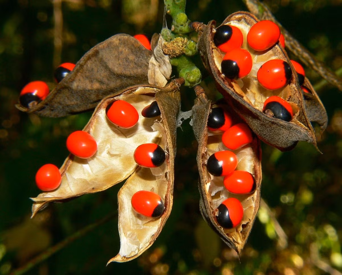 Tuy vậy, những hạt này có chứa chất abrin là độc tố rất mạnh, có thể gây chết người dù chỉ nhai vài hạt. Ảnh: Know Your Bhārat.