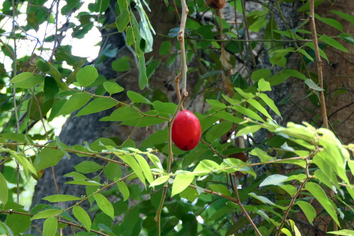 Cây móc gai hay móc hùm (thuộc nhiều phân loài khác nhau như Capparis versicolor, Capparis tomentosa, Capparis moonnii...) quả có màu đỏ tươi khi chín, trông khá hấp dẫn. Ảnh: Trade Winds Fruit.