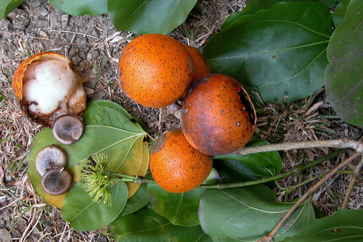 Hạt của quả mã tiền chứa nhiều chất alcaloid, nếu ăn nhầm sẽ bị co quắp toàn thân và tê liệt cơ hô hấp gây ngạt thở dẫn đến tử vong. Do độc tính của mình, mã tiền được sử dụng như một loại thuốc diệt chuột. Ảnh: Biogeodb.stri.si.edu.