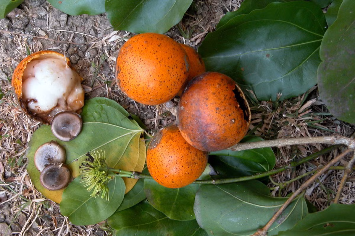 Hạt của quả mã tiền chứa nhiều chất alcaloid, nếu ăn nhầm sẽ bị co quắp toàn thân và tê liệt cơ hô hấp gây ngạt thở dẫn đến tử vong. Do độc tính của mình, mã tiền được sử dụng như một loại thuốc diệt chuột. Ảnh: Biogeodb.stri.si.edu.