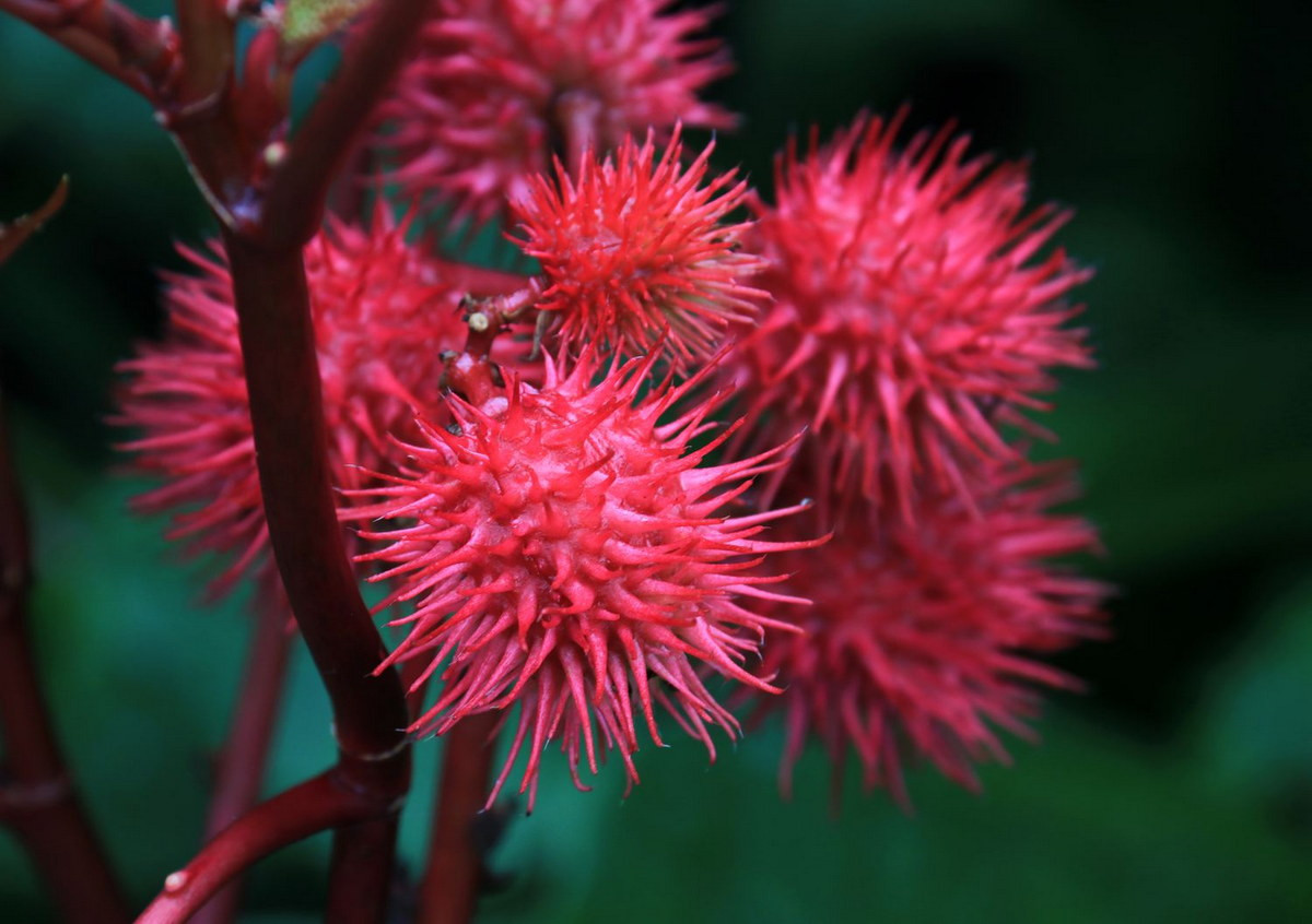 Có quả rất bắt mắt, cây thầu dầu (Ricinus communis) được trồng nhiều để làm cảnh cũng như lấy dầu từ hạt. Tuy vậy, hạt của chúng cũng chứa ricin - một độc tố mạnh. Ảnh: The Spruce.