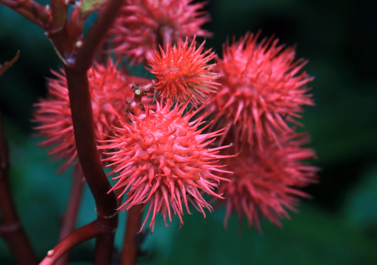 Có quả rất bắt mắt, cây thầu dầu (Ricinus communis) được trồng nhiều để làm cảnh cũng như lấy dầu từ hạt. Tuy vậy, hạt của chúng cũng chứa ricin - một độc tố mạnh. Ảnh: The Spruce.