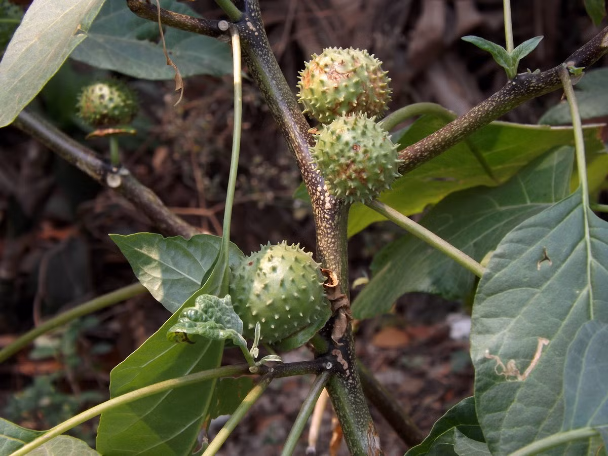  Cà độc dược (Datura metel) là một cây dại mọc tại nhiều vùng miền của Việt Nam. Trong Đông y, quả cà độc dược là một vị thuốc. Tuy vậy, với độc tính cao, nó chỉ được dùng theo hướng dẫn của bác sĩ. Ảnh: Flora of Bangladesh.