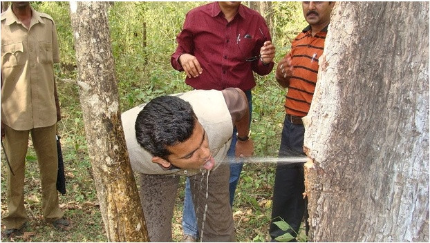 Bi an nhung cay co thu hon tram tuoi biet tuon nuoc xoi xa