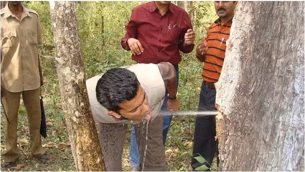 Bí ẩn những cây cổ thụ hơn trăm tuổi biết tuôn nước xối xả Bi an nhung cay co thu hon tram tuoi biet tuon nuoc xoi xa